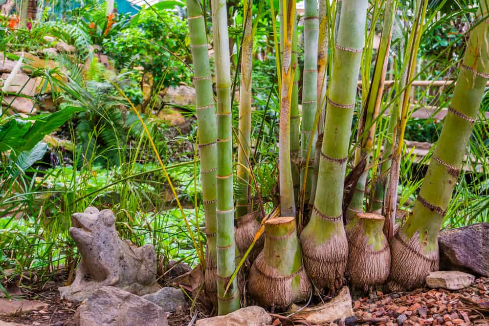 bamboo trunks of a giant bamboo specie, popular tropical plants and trees for the garden