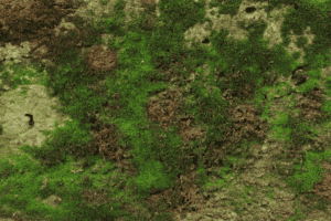 Close-up of a rough stone surface covered in patches of green moss and brownish areas, showing natural textures and earthy colors.