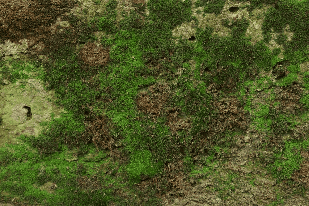Close-up of a rough stone surface covered in patches of green moss and brownish areas, showing natural textures and earthy colors.