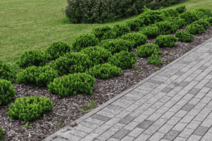 A row of neatly trimmed green bushes lines a mulched garden bed next to a paved walkway, with grass and more shrubs in the background.
